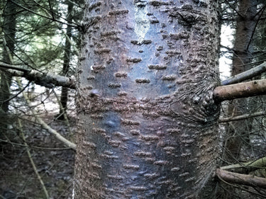 30 BALSAM FIR Tree Abies Balsamea Christmas Tree Silver Pine Canadian Fir Native Evergreen Seeds